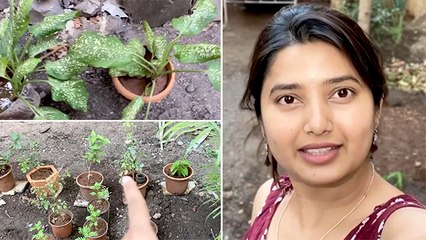 प्राजक्ता माळी आणि तिच्या गार्डनचा टूर