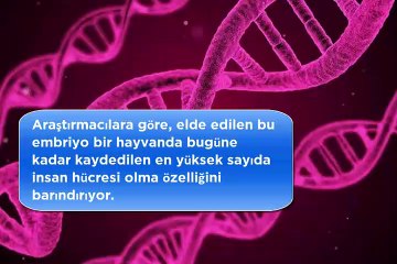 Dünyayı şoka uğratan buluş! İnsan hücresinden bakın hangi hayvanı ürettiler
