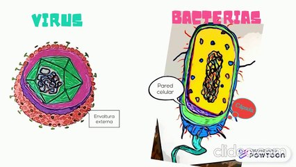 Virus vs Bacterias