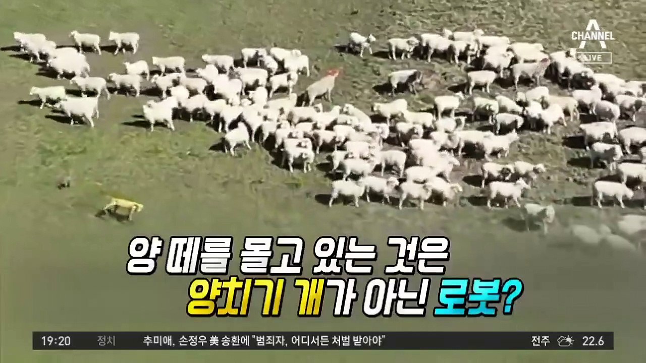 양치기 변신한 ‘로봇 개’