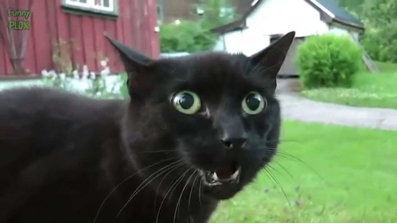 Funny_Cats_and_Kittens_Meowing_Compilation(360p)