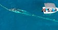 Australie : un plongeur sauve un baleineau et risque de payer 27 000 dollars d'amende