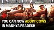 Madhya Pradesh government to allow people to adopt cows |  Project Gaushala