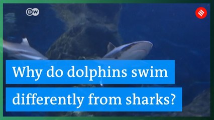 Why do dolphins swim differently from sharks?