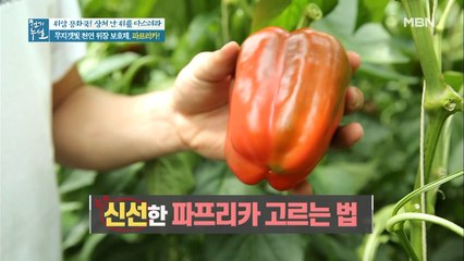 신선한 파프리카 고르는 비법 ☆대.공.개★