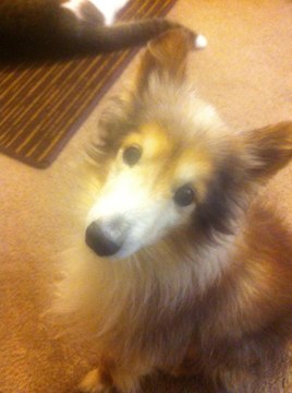 Ils profitent à fond des derniers jours de ce chien à qui il reste entre trois mois et un an à vivre