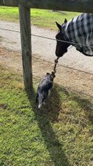 Puppy Plays Tug of War With Horse