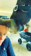 Horse Helps With Hair Styling