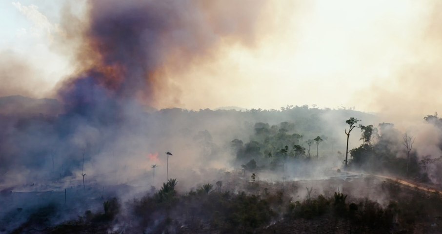 The Amazon Is Still Burning. Blame Beef (and Bolsonaro)