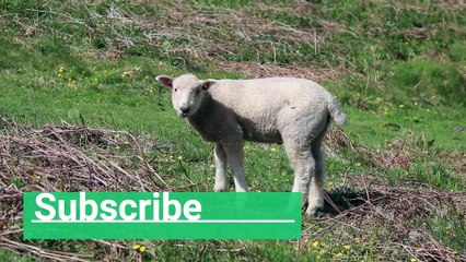 Quiet animal sheep #sheep