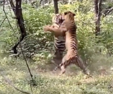 In Ranthambore, tigers fight to protect their territory