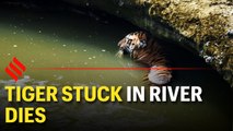 Injured tiger stuck in river in Maharashtra dies