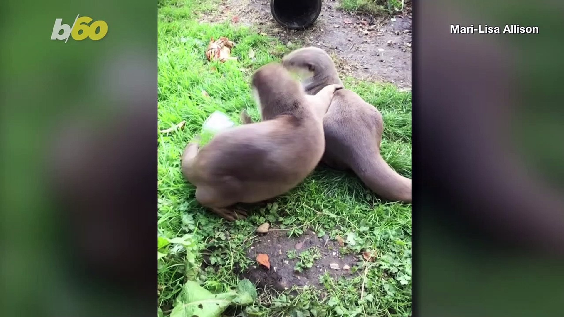 ⁣Is This Why Otters Juggle Rocks in the Air?
