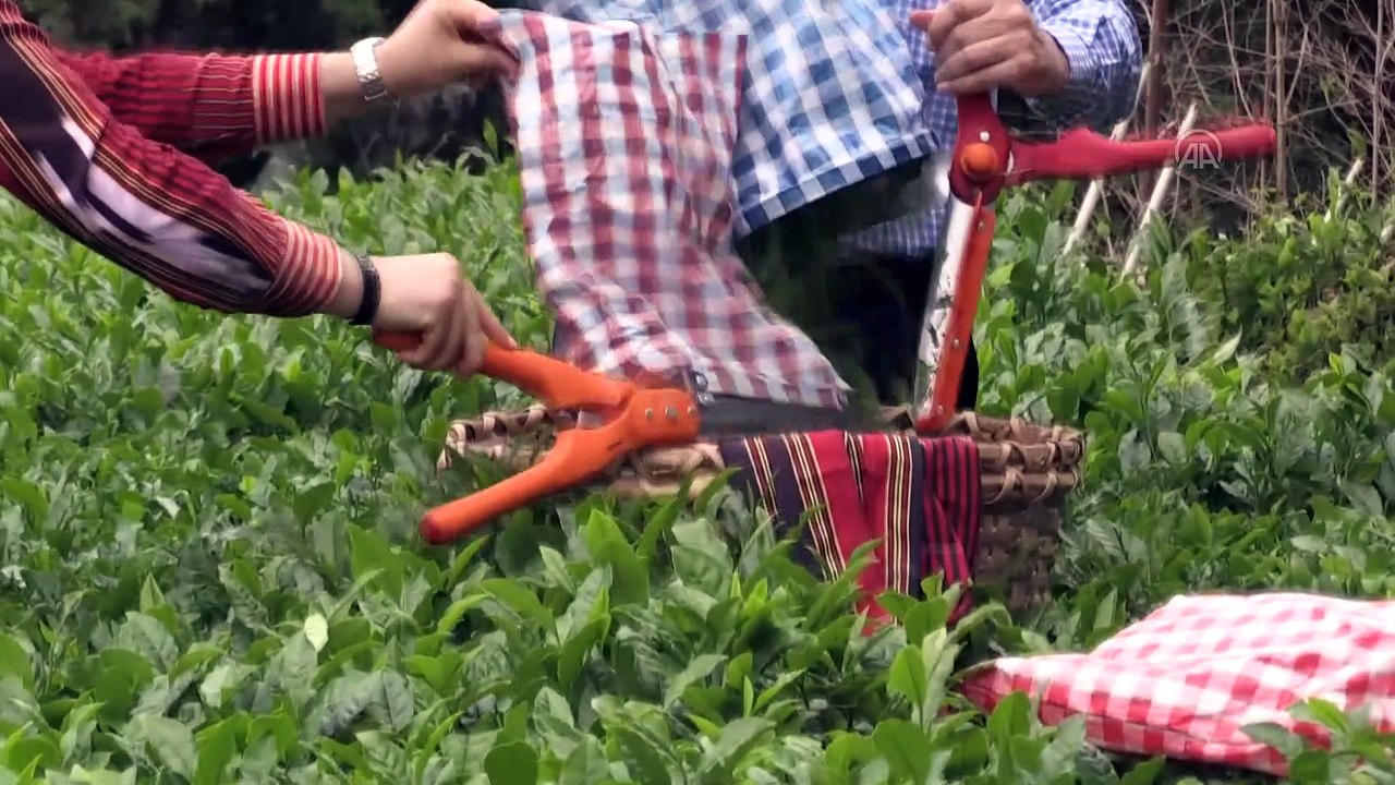 Rize Valisi Kemal Çeber: 'Rize'ye gelmek isteyen çay müstahsili sayısı 36 bine ulaştı' - RİZE