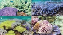 Why Some Corals Turn Neon Colors When Suffering 'Coral Bleaching'
