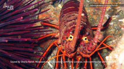 Lobster's Hair-Raising 'Rasps' Can Be Heard Nearly 2 Miles Away