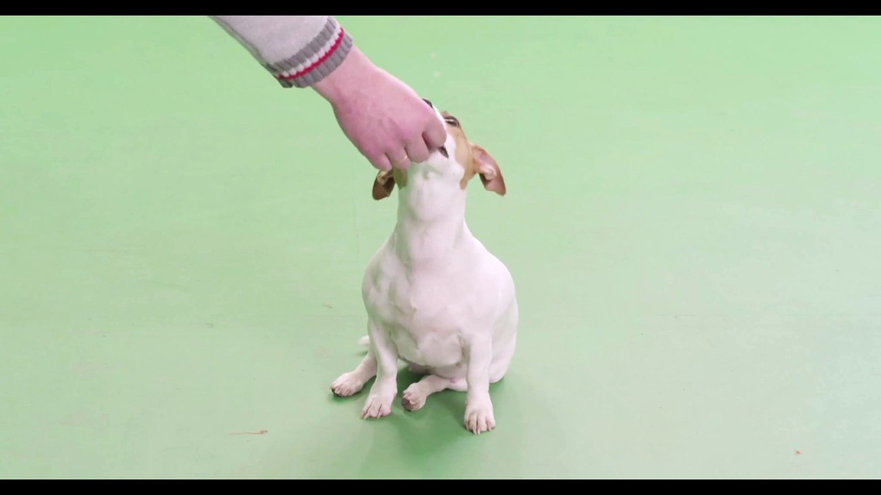 fofuras