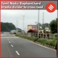 Tamil Nadu: Elephant herd  breaks divider to cross road