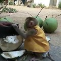 YaYa Super Screaming Wants Coconut Juice, She Wants Daddy Stop Chopping