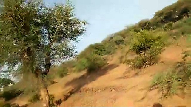 Locust party reached MP border through Ranthambore forest