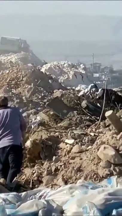Denizli'de köpek katliamı! Denizli Belediyesinden açıklama geldi