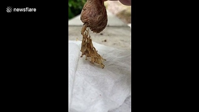 California student hatches dozens of praying mantises as solution to pest problem