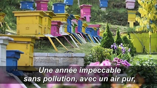 En Albanie, les abeilles font leur miel du coronavirus
