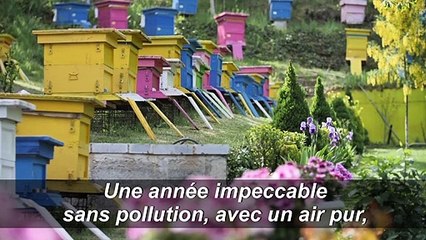 En Albanie, les abeilles font leur miel du coronavirus