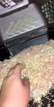 Waking Two Adorable Piglets