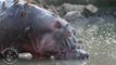 Des dizaines d'oiseaux se nourrissent sur le dos d'un hippopotame