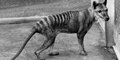 Último Testigo: Este es 'Benjamín', el último tigre de Tasmania, paseando antes de que se extinguiese la especie