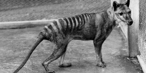 Último Testigo: Este es 'Benjamín', el último tigre de Tasmania, paseando antes de que se extinguiese la especie