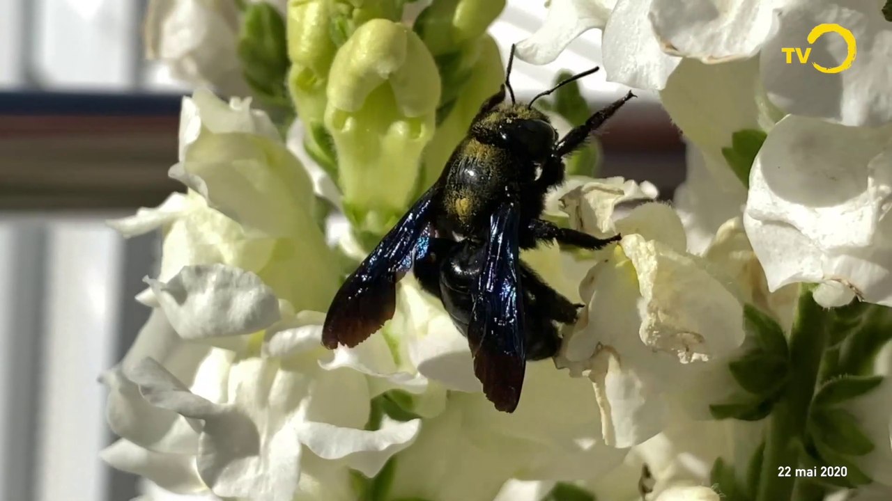 Sans commentaires: insectes