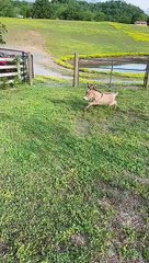 Eeyore the Dinky Donkey has the Zoomies!