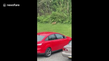 3 baby foxes playing at a parking lot in Pennsylvania