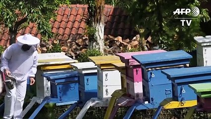 Lockdown gives Albanian beekeepers a 'golden year'