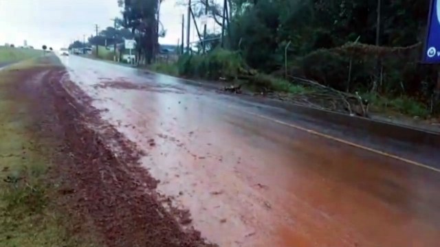 Árvore cai na marginal da BR-277 e interrompe fluxo de veículos