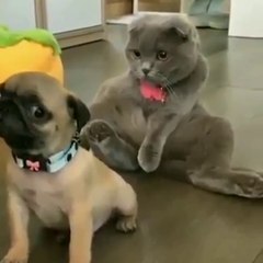 VIDA ANIMAL(ANIMAL LIFE)-03