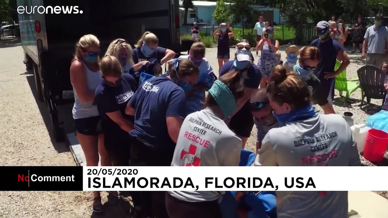 Florida: Zwei Rundschwanzseekühe in Freiheit entlassen