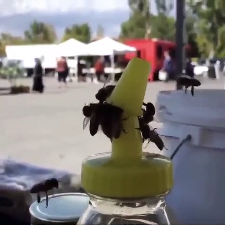 Abelhas trabalham em equipa para remover a tampa de frasco com mel