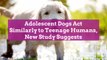 Adolescent Dogs Act Similarly to Teenage Humans, New Study Suggests