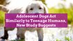 Adolescent Dogs Act Similarly to Teenage Humans, New Study Suggests