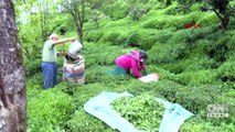 Çay üreticileri memleketlerine akın ediyor