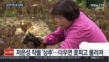 여름철 '금상추 현상' 해소할 신품종 개발