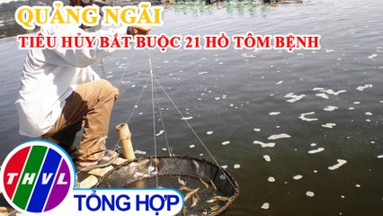 Tiêu hủy bắt buộc 21 hồ tôm bệnh ở Quảng Ngãi