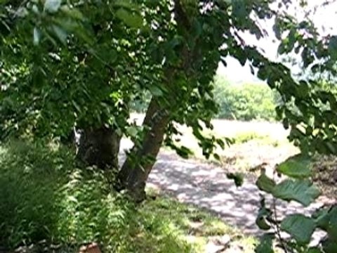 Chants dans les champs- scouts pres de Daumazan