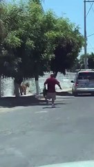Tigre pasea por calles de Tlajomulco, Jalisco, y hombres le avientan cuerda para capturarlo