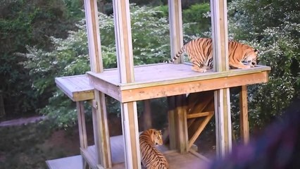 Supa Peach and DJ Delz take the Night Safari at Doc Antle's Myrtle Beach Safari from Tiger King