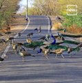 50 To 60 Peacocks Seen On Pune-Saswad Road Amid Lockdown