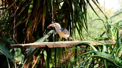 How birds eat food  #bird